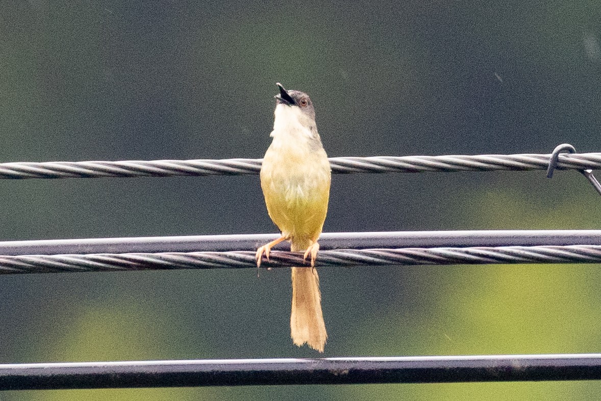 Yellow-bellied Prinia (Chinese) - ML620602362