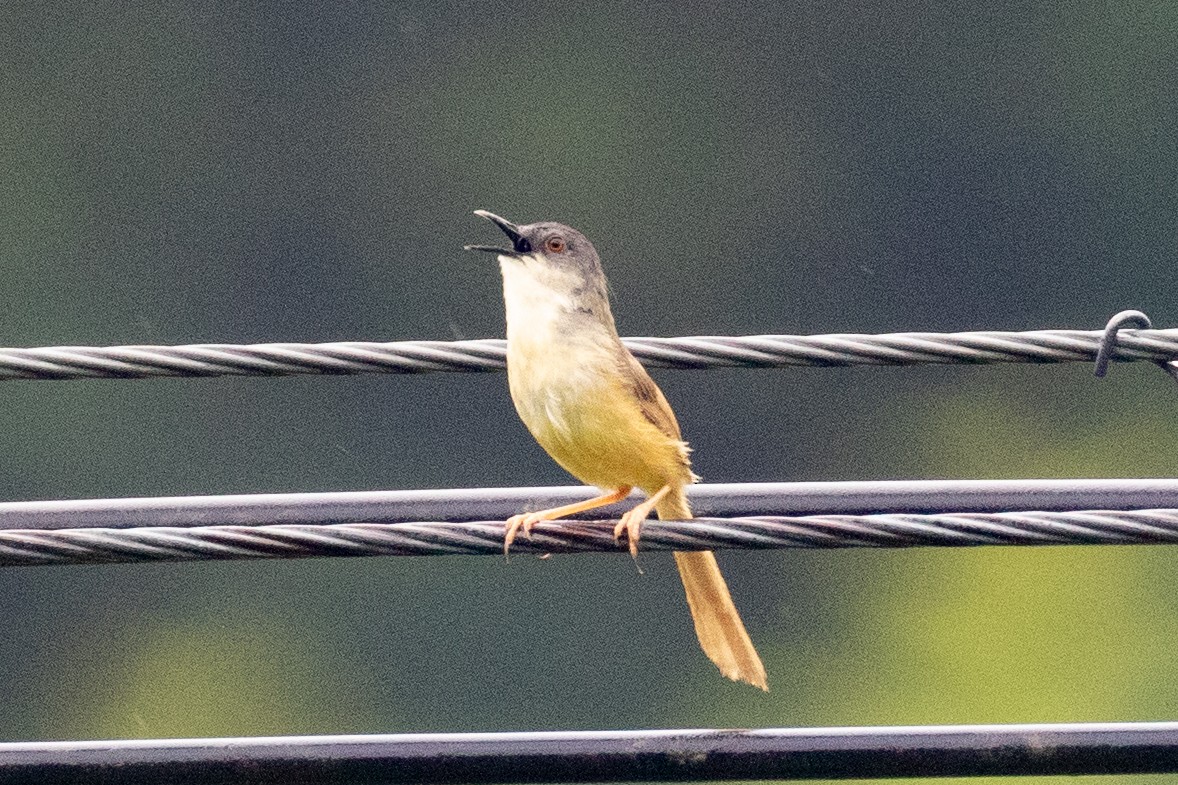 Prinia Ventriamarilla (sonitans) - ML620602363