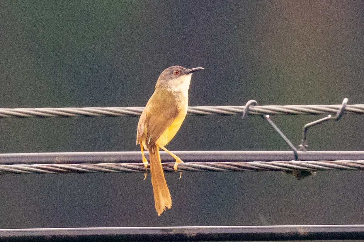 Yellow-bellied Prinia (Chinese) - ML620602366