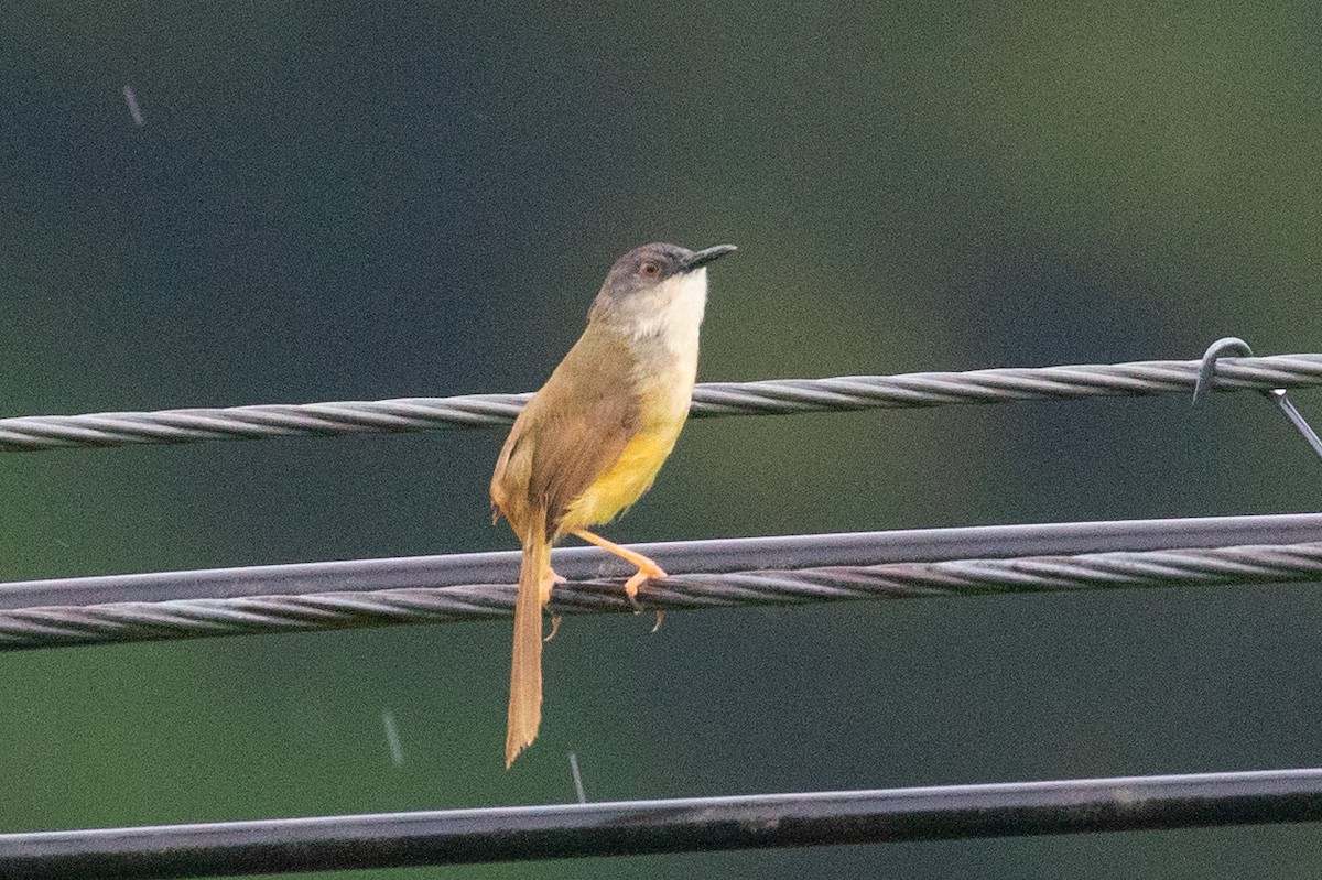 Prinia Ventriamarilla (sonitans) - ML620602367