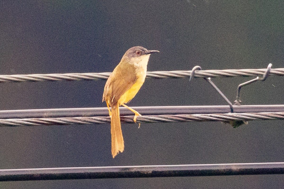 Prinia Ventriamarilla (sonitans) - ML620602368