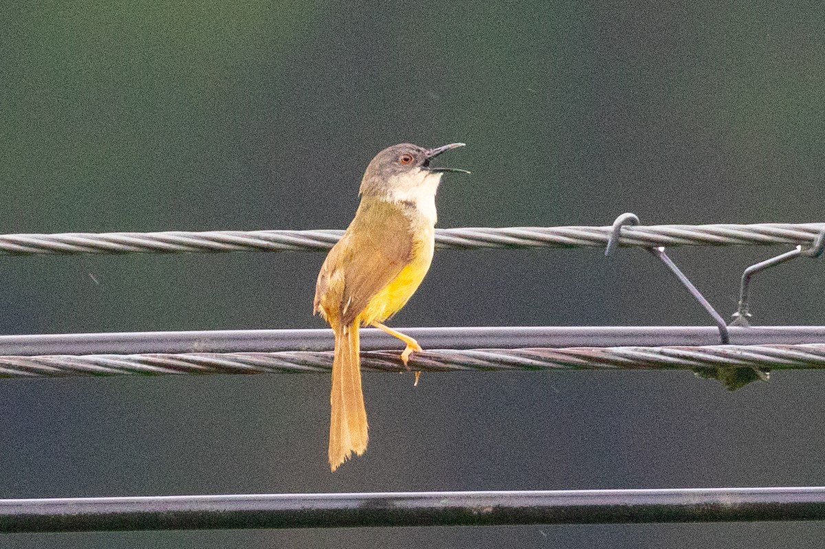 Prinia Ventriamarilla (sonitans) - ML620602369