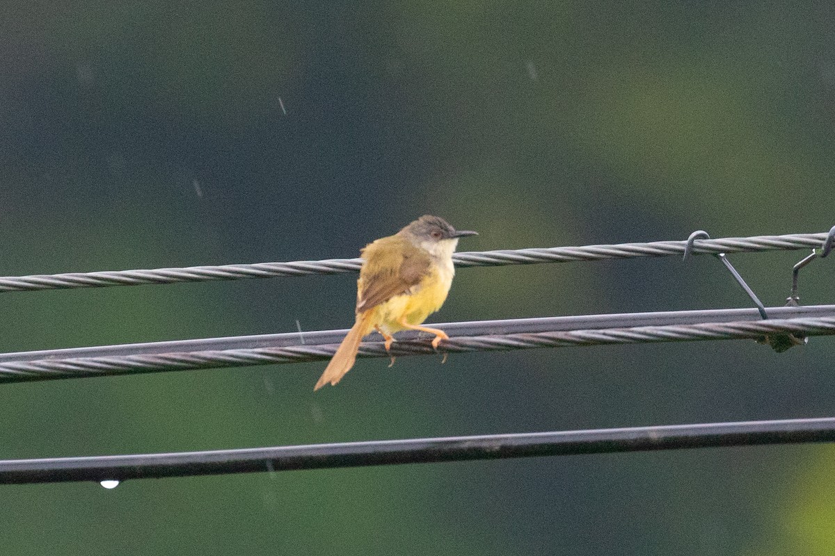 Yellow-bellied Prinia (Chinese) - ML620602371