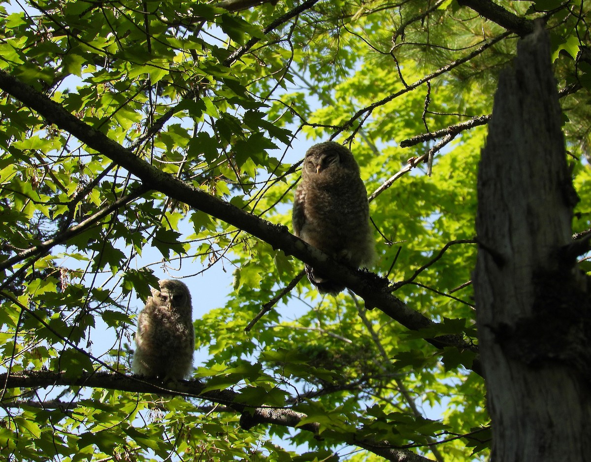 Barred Owl - ML620602373