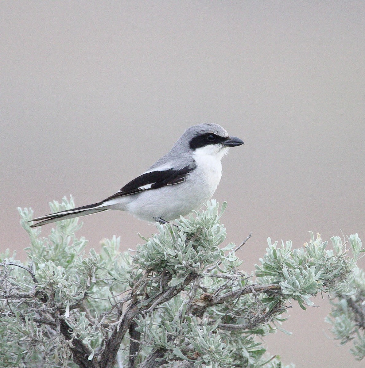 Loggerhead Shrike - ML620602374