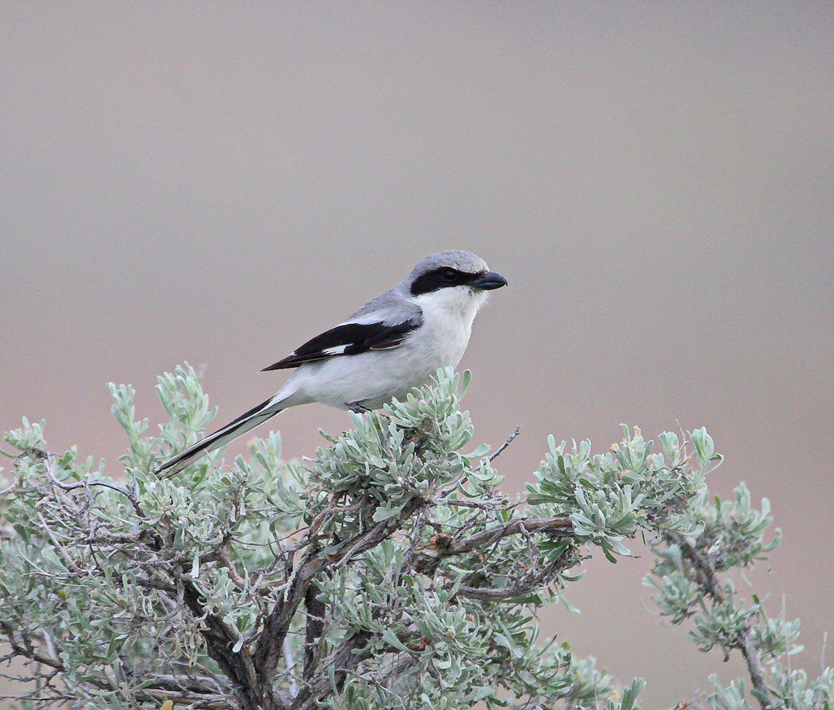 Loggerhead Shrike - ML620602375