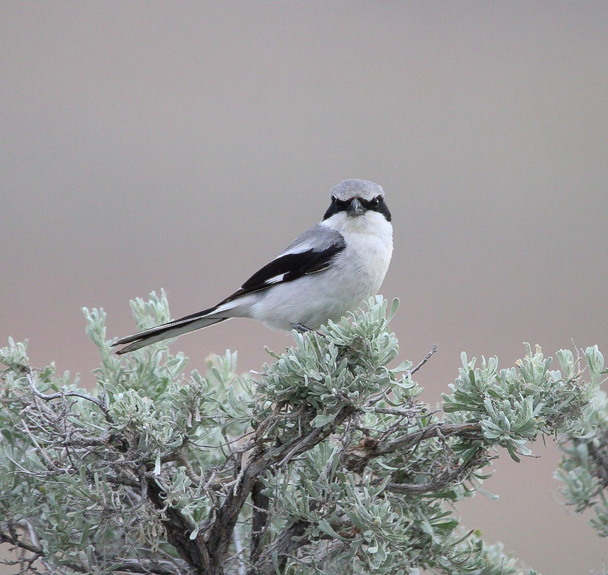 Loggerhead Shrike - ML620602376