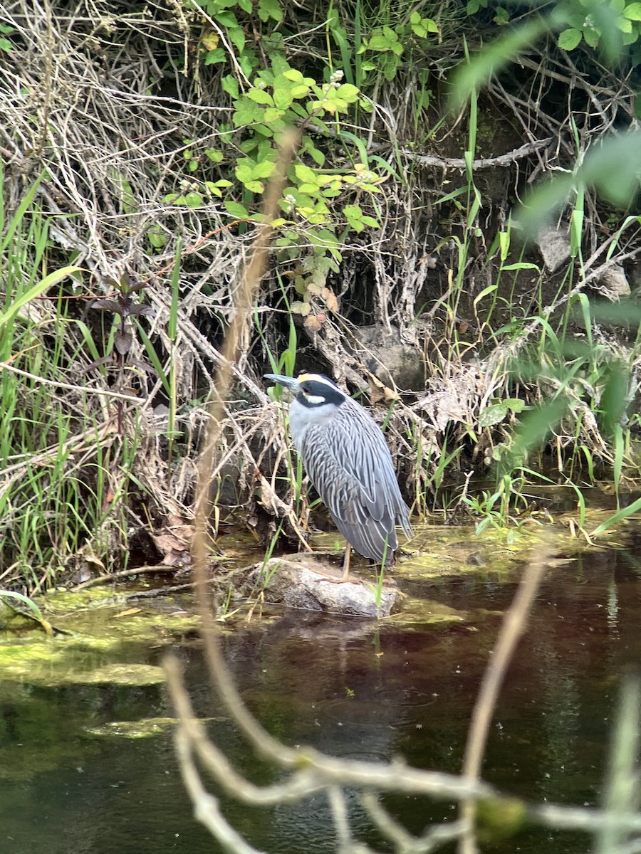 Yellow-crowned Night Heron - ML620602382