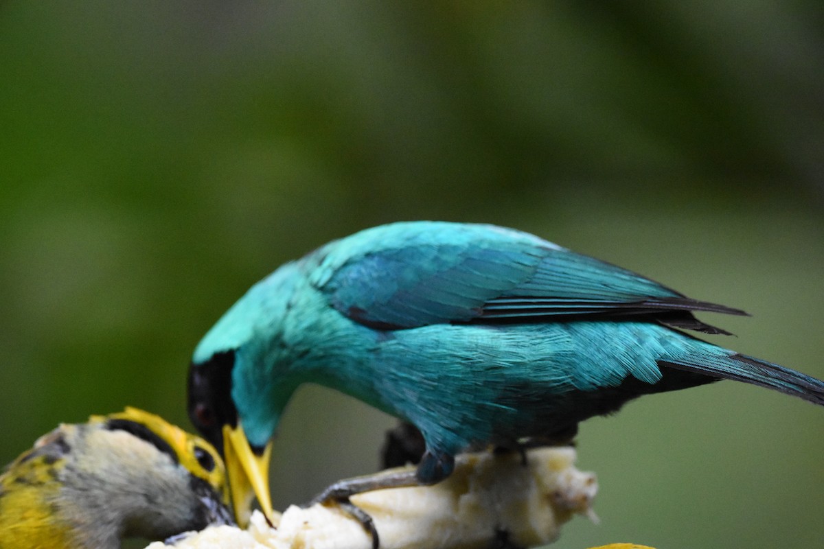 Green Honeycreeper - ML620602383