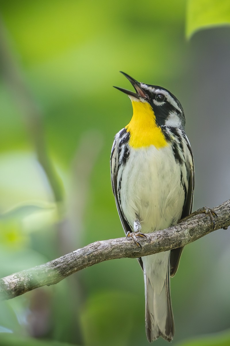 Yellow-throated Warbler - Steve Chase