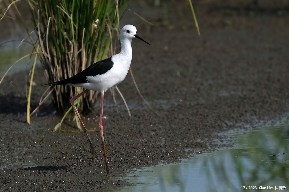 Black-winged Stilt - ML620602388