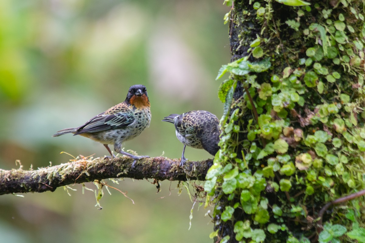 Rufous-throated Tanager - ML620602393