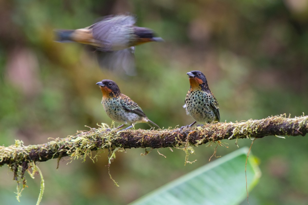 Rufous-throated Tanager - ML620602394