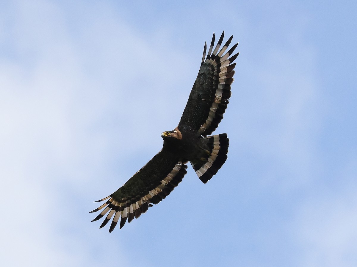 Crested Serpent-Eagle - ML620602397