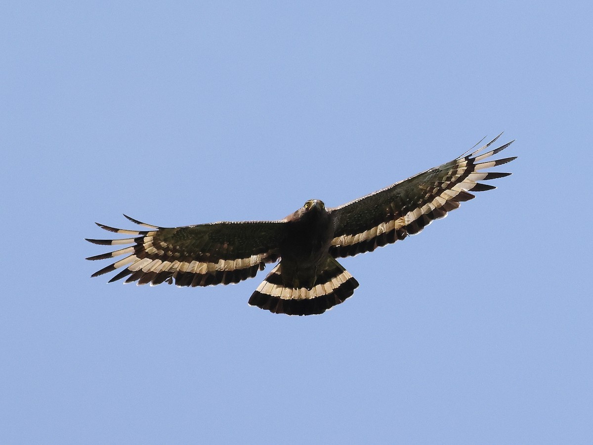 Crested Serpent-Eagle - ML620602398