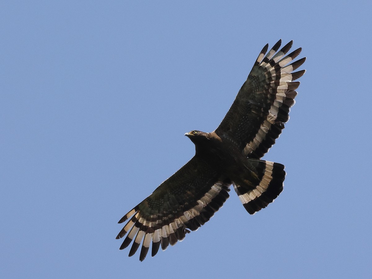 Crested Serpent-Eagle - ML620602399