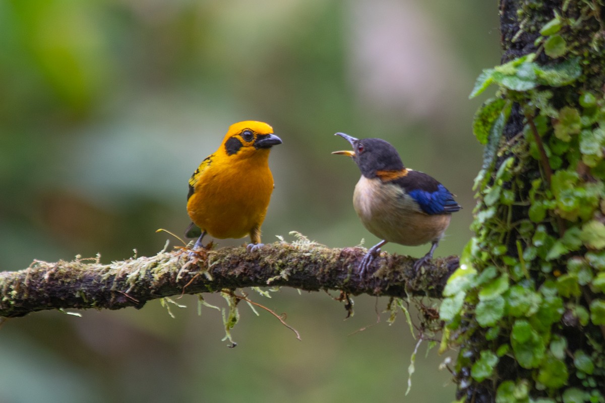 Golden Tanager - ML620602404