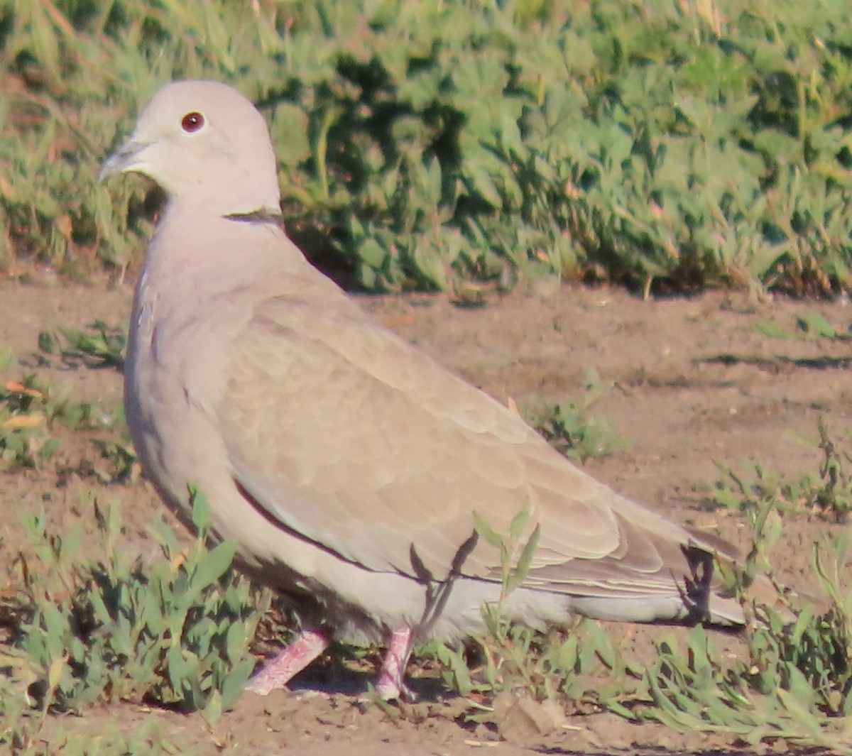 Eurasian Collared-Dove - ML620602408