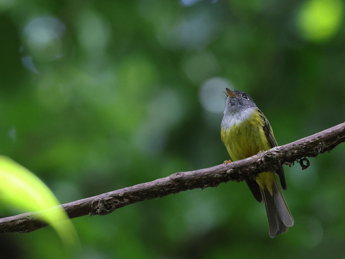 Gray-headed Canary-Flycatcher - ML620602409