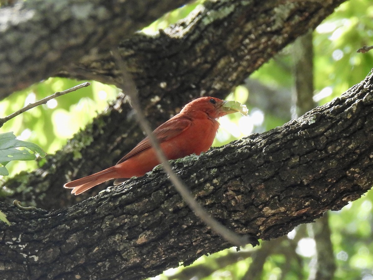 Summer Tanager - ML620602416