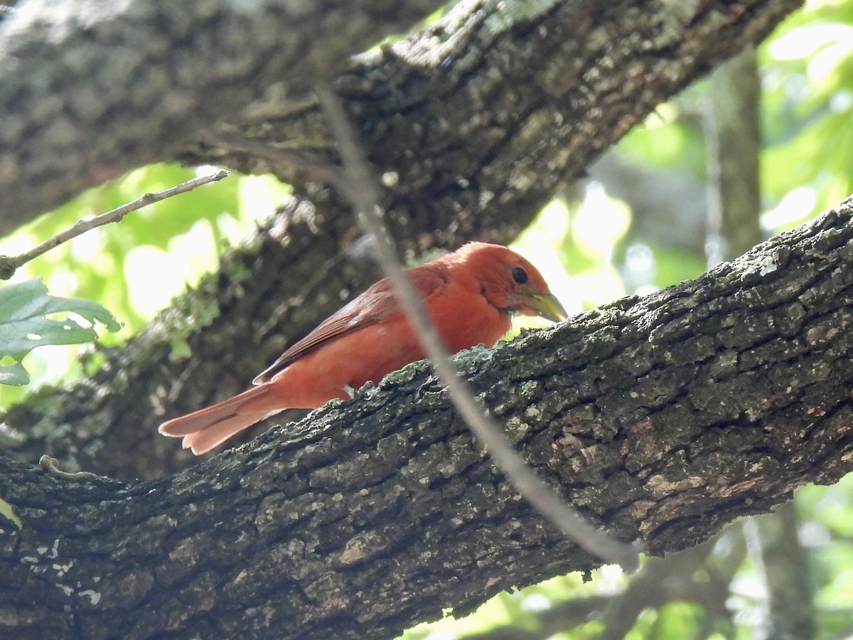 Summer Tanager - ML620602417