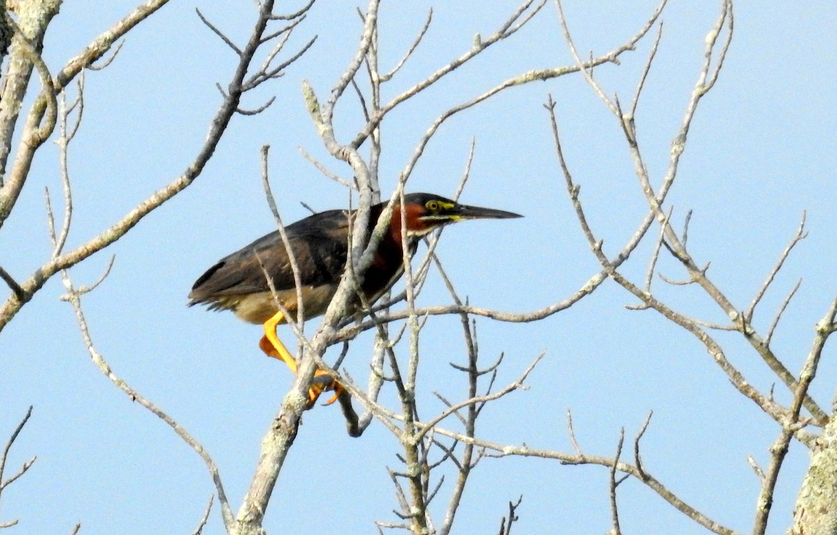 Green Heron - David Bree