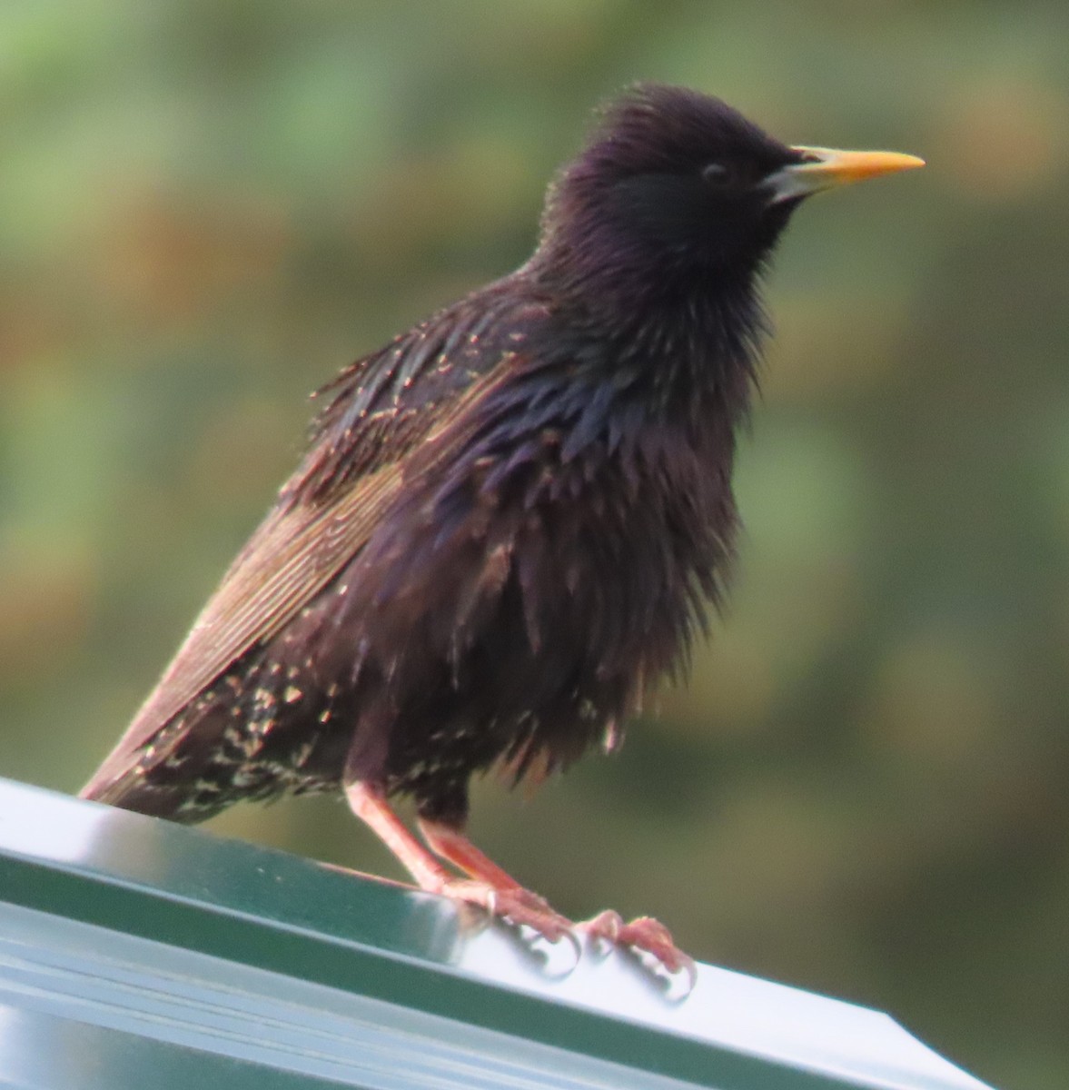 European Starling - ML620602431