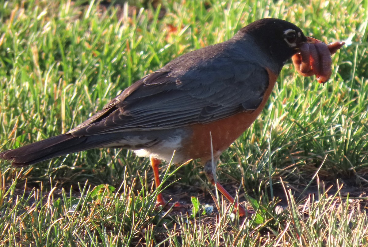 American Robin - ML620602435