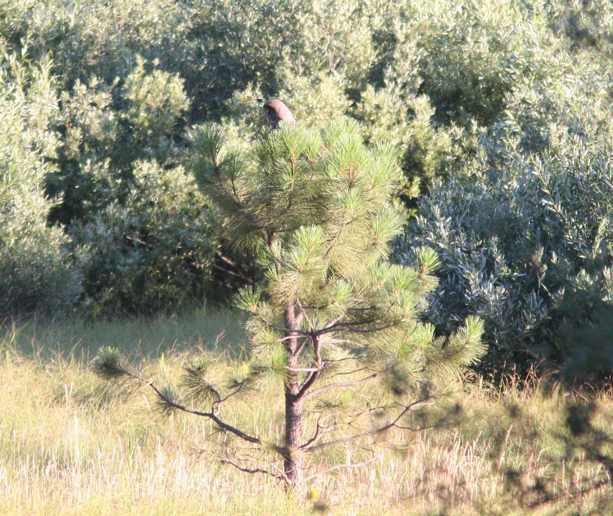 Great Gray Owl - ML620602438