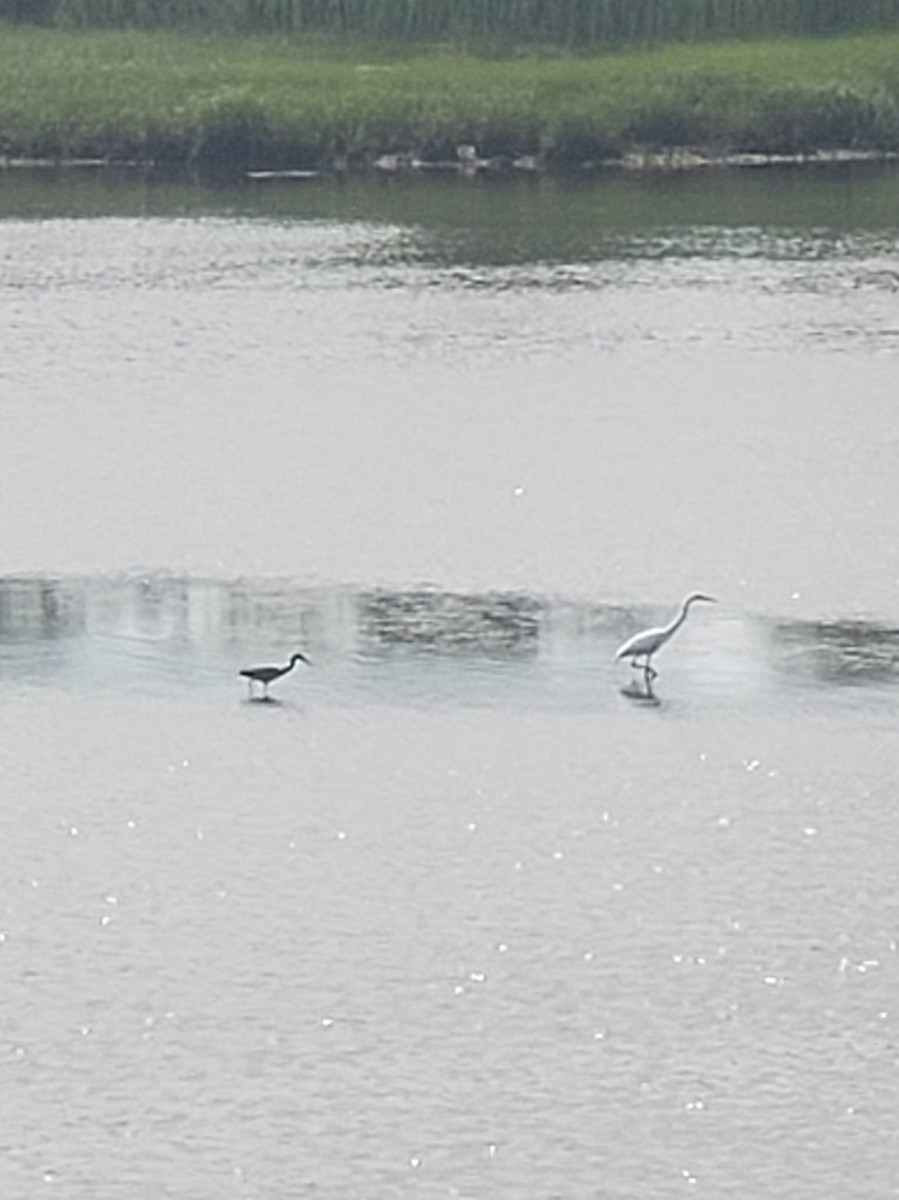 Little Blue Heron - ML620602440