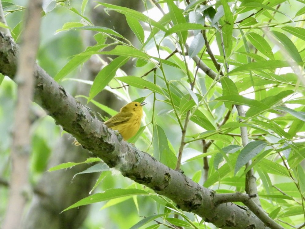 Yellow Warbler - ML620602444