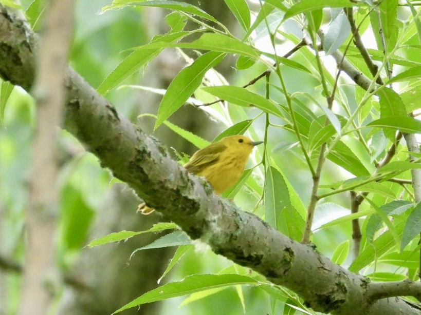 Yellow Warbler - ML620602445