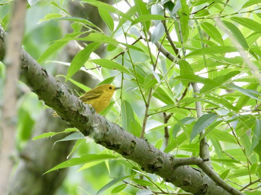 Yellow Warbler - Sandra Bak
