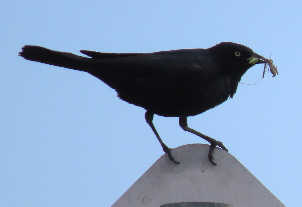 Brewer's Blackbird - ML620602448