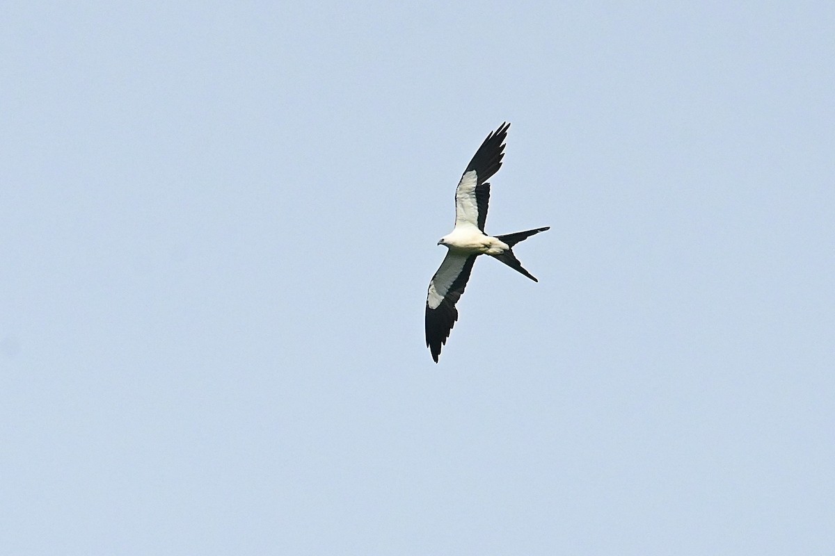 Swallow-tailed Kite - ML620602456