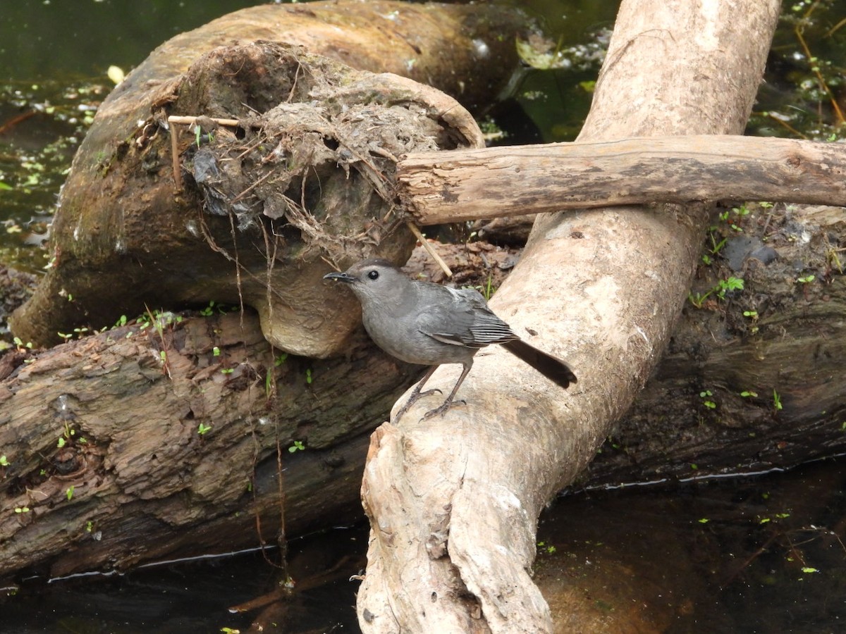 Gray Catbird - ML620602457