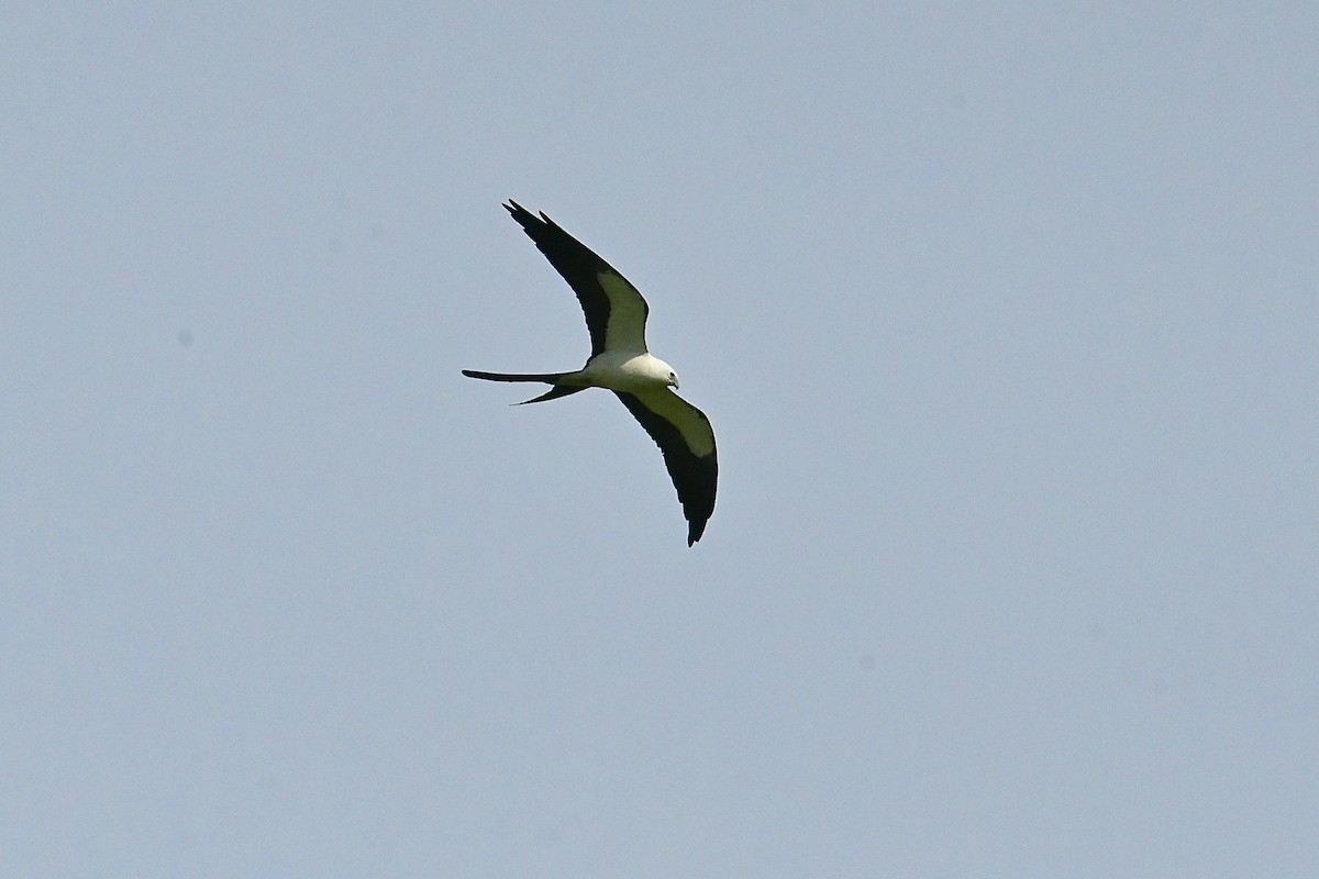 Swallow-tailed Kite - ML620602459