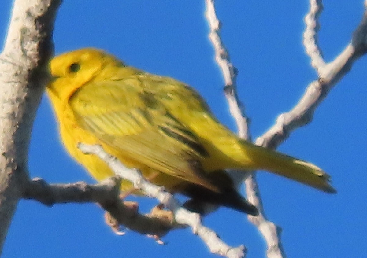 Yellow Warbler - ML620602461