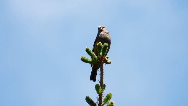 White-winged Grosbeak - ML620602465