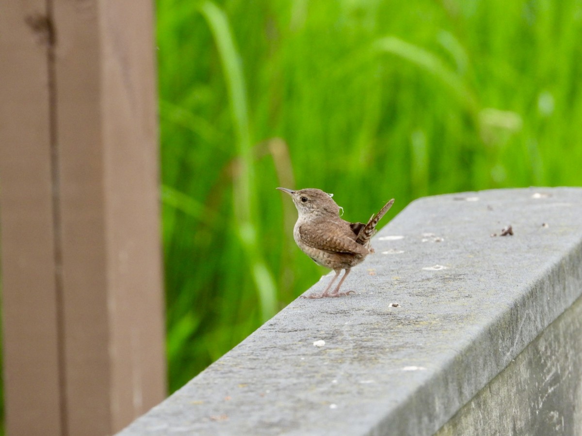 House Wren - ML620602466