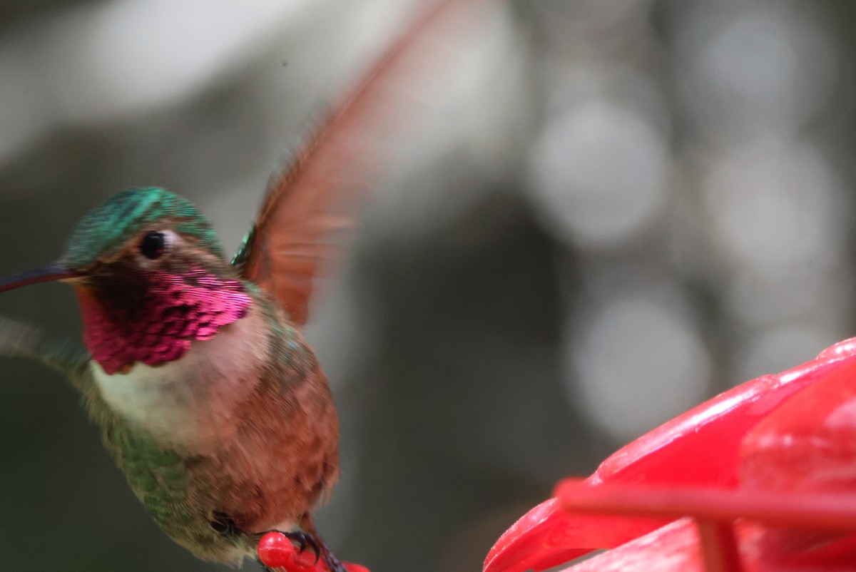 Broad-tailed Hummingbird - ML620602473