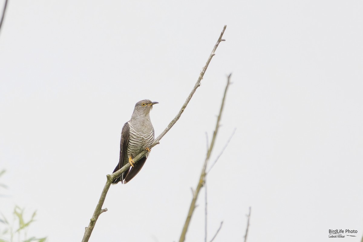 Common Cuckoo - ML620602476