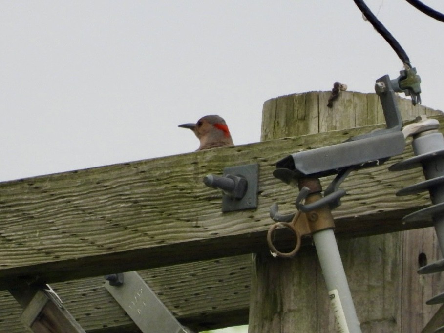 Northern Flicker - ML620602486