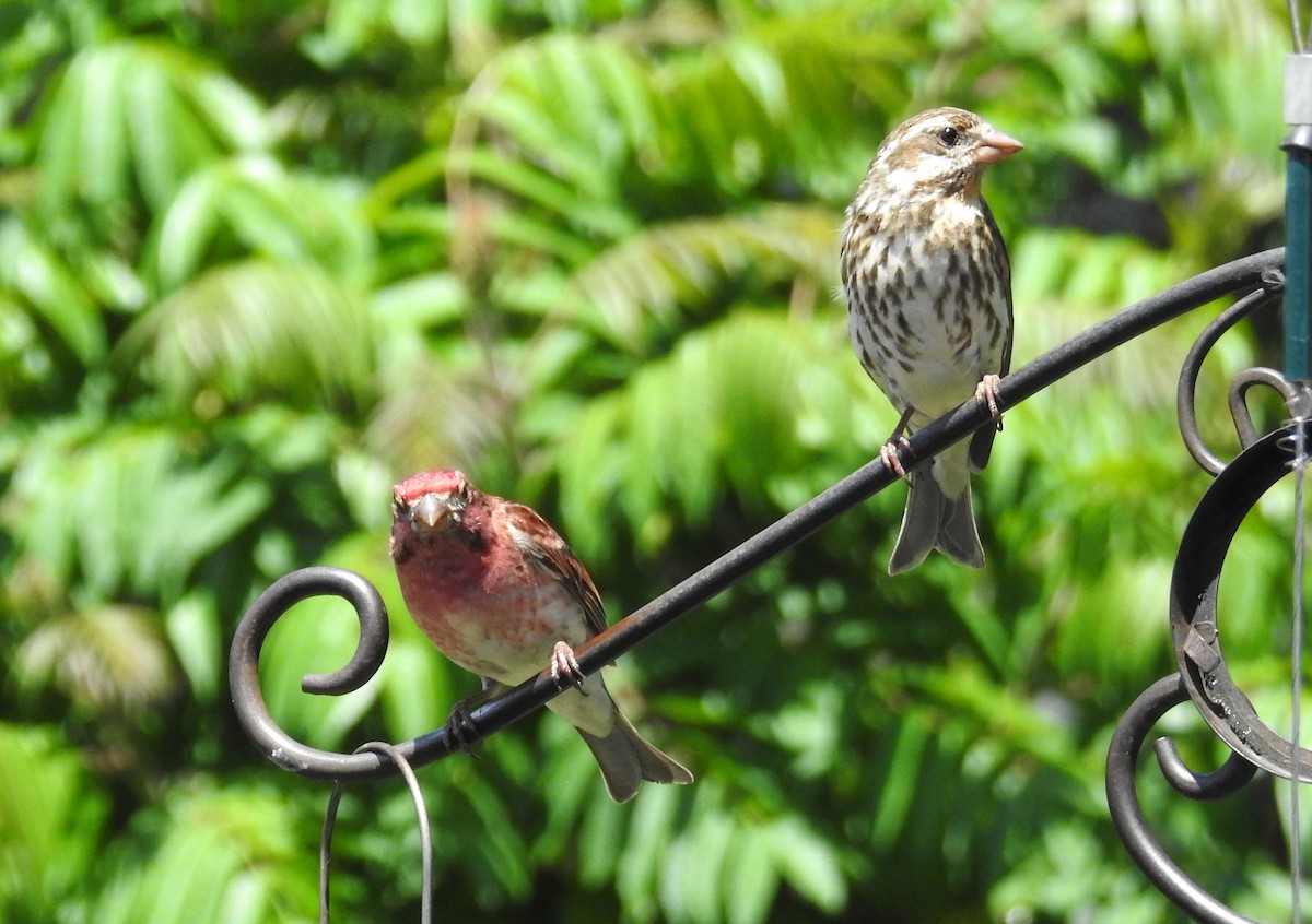 Purple Finch - ML620602488