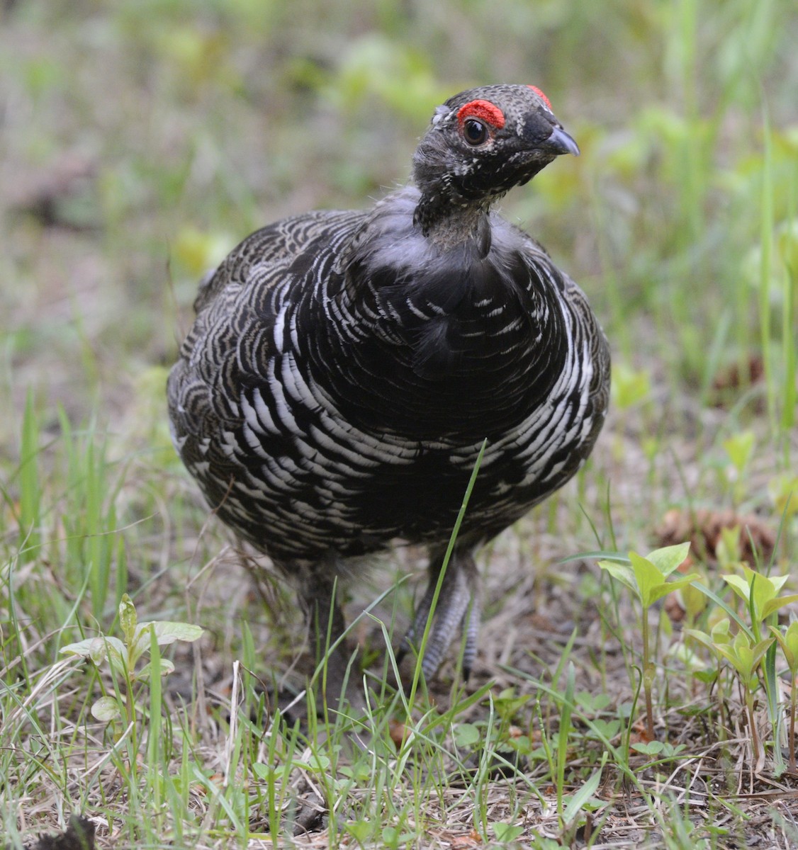 tetřívek kanadský [skupina canadensis] - ML620602494