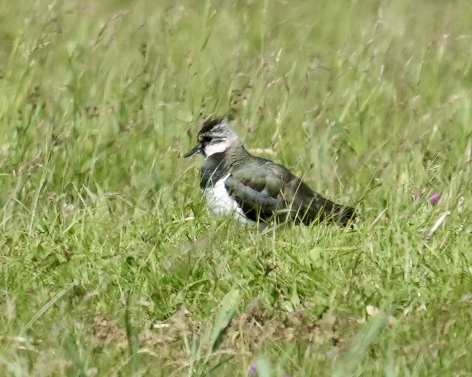 Northern Lapwing - ML620602498