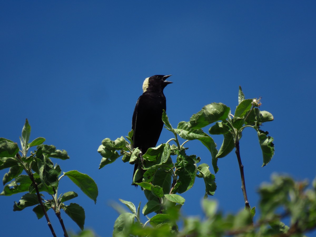 bobolink americký - ML620602499