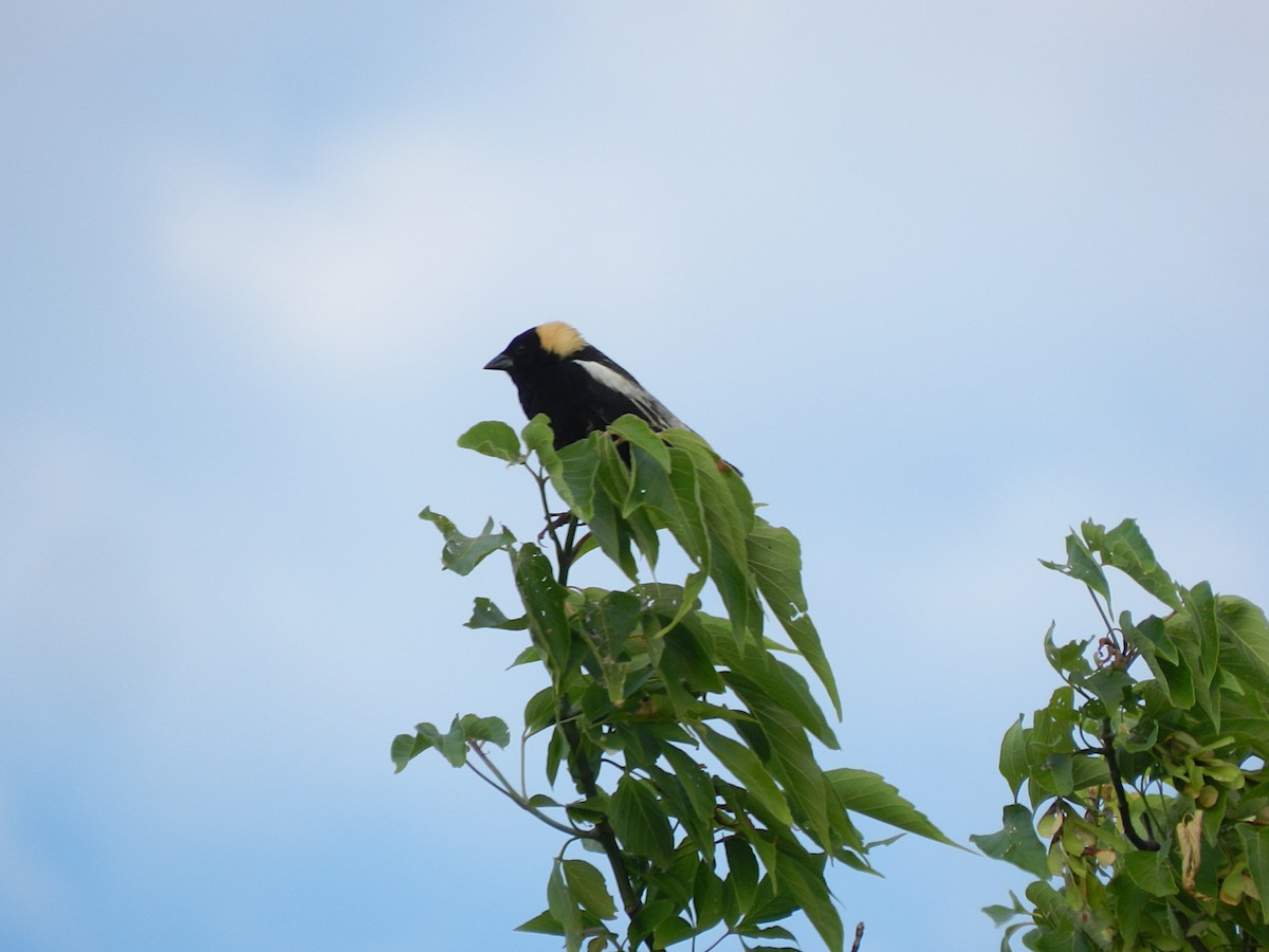 Bobolink - Ron Payne