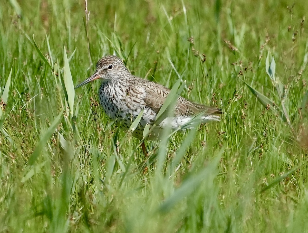 Common Redshank - ML620602504