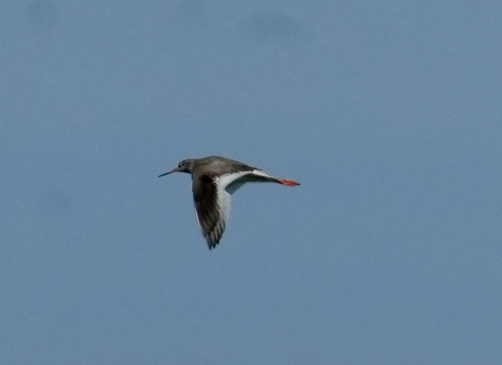 Common Redshank - ML620602505